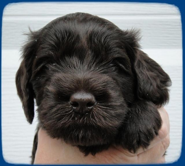 AH pups 4 wks old 27