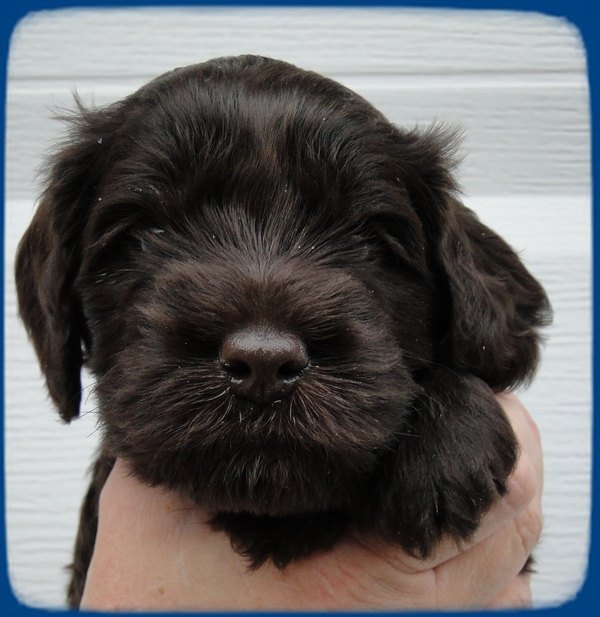 AH pups 4 wks old 28