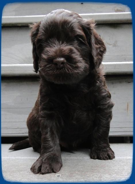 AH pups 4 wks old 30