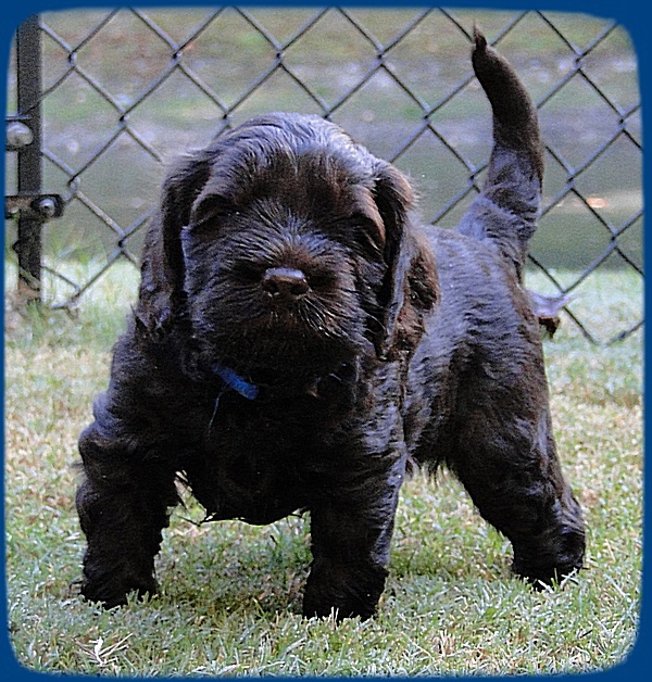 AH pups 5 wks old 4