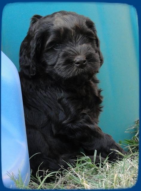 AH pups 6 wks old 2