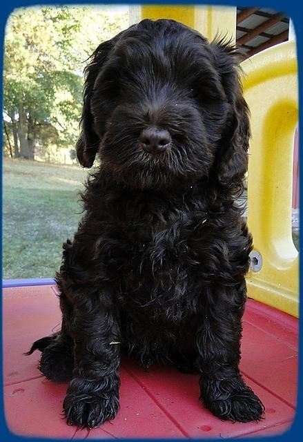 AH pups 7 wks old 19