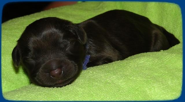 AH pups newborn 3