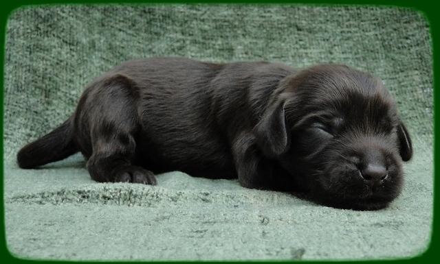 AH pups 1 wk old 15