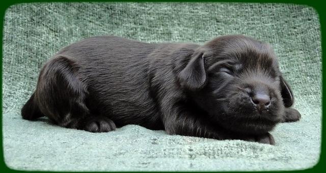 AH pups 1 wk old 16
