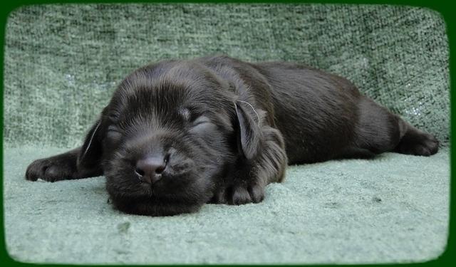 AH pups 1 wk old 17