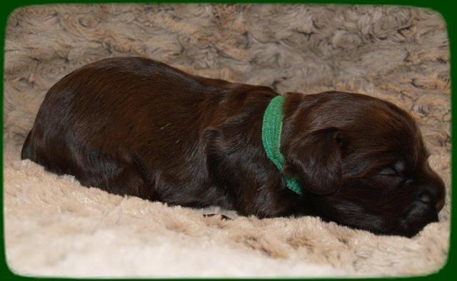 AH pups 2 wks old 1