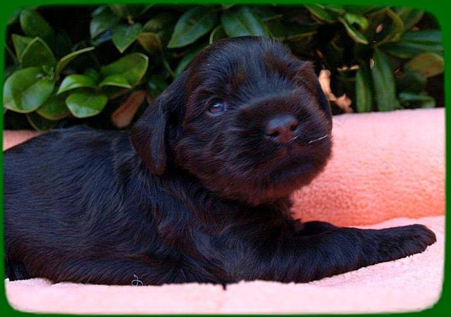 AH pups 3 wks old 30