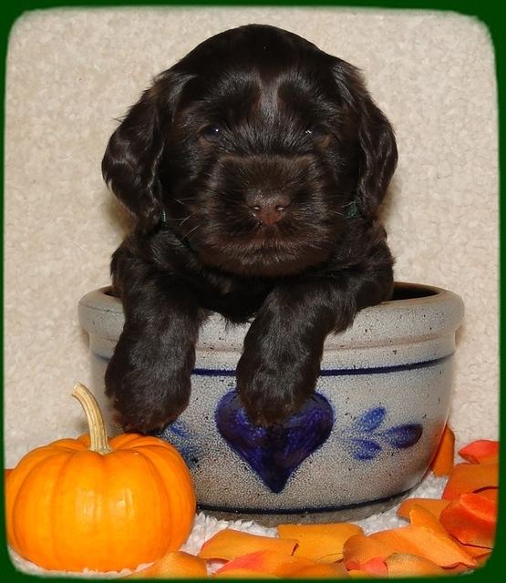 AH pups 4 wks old 67