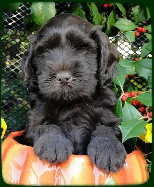 AH pups 6 wks old 27