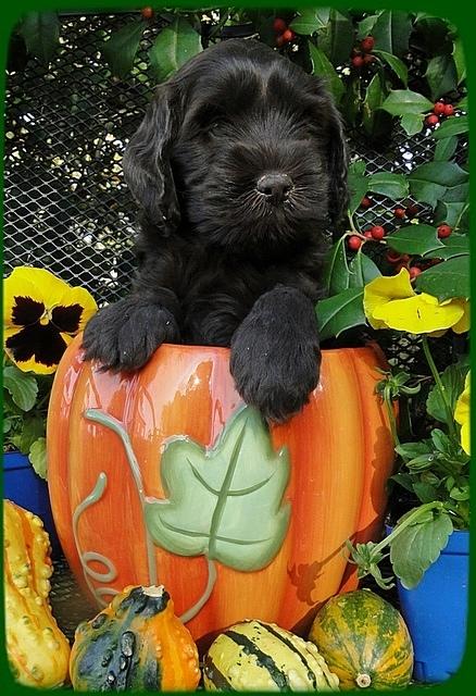 AH pups 6 wks old 28