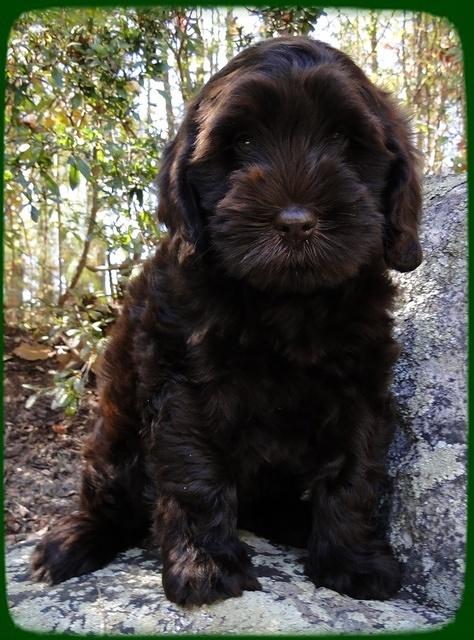 AH pups 8 wks old 26
