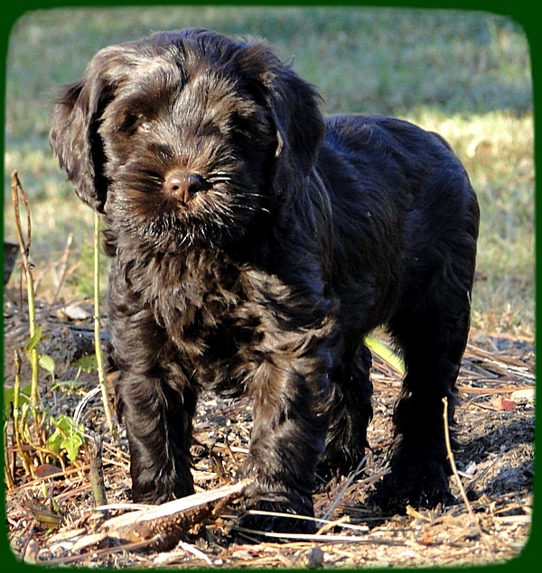 AH pups 8.5 wks old 2