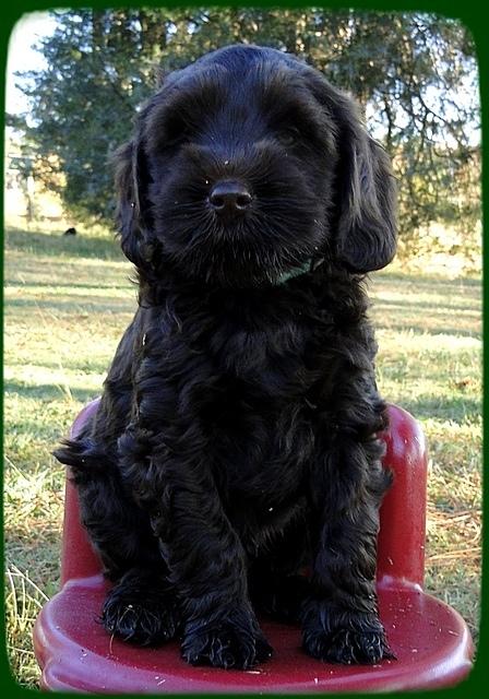 AH pups 8.5 wks old 3