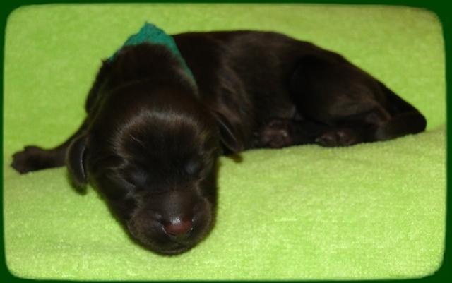 AH pups newborn 10
