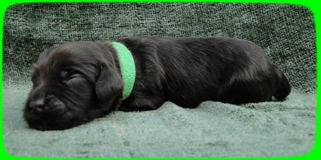 AH pups 1 wk old 30