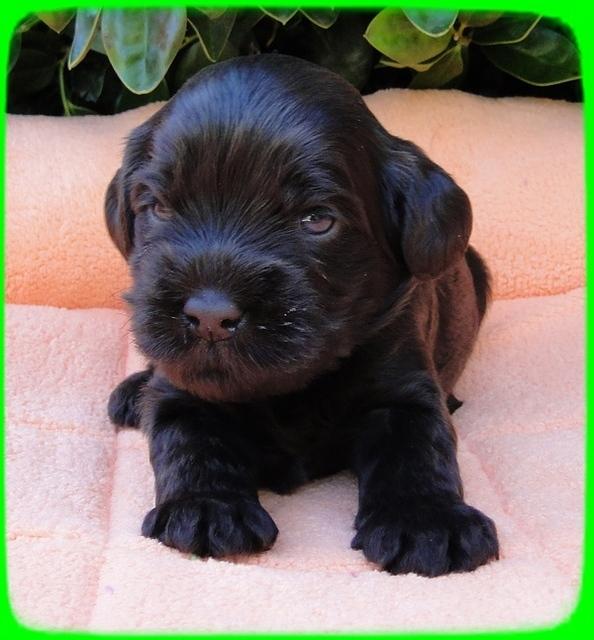 AH pups 3 wks old 14