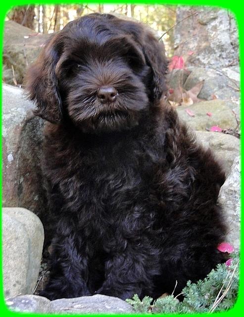 AH pups 8 wks old 81