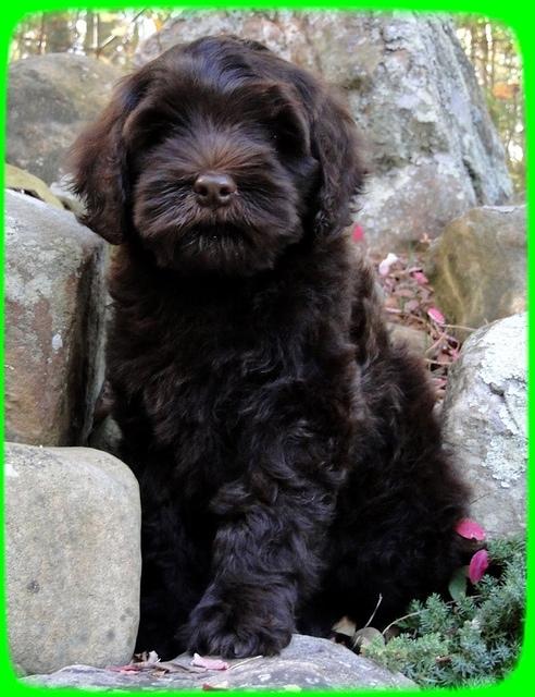 AH pups 8 wks old 82