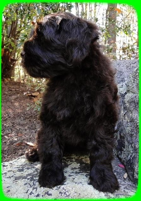 AH pups 8 wks old 83