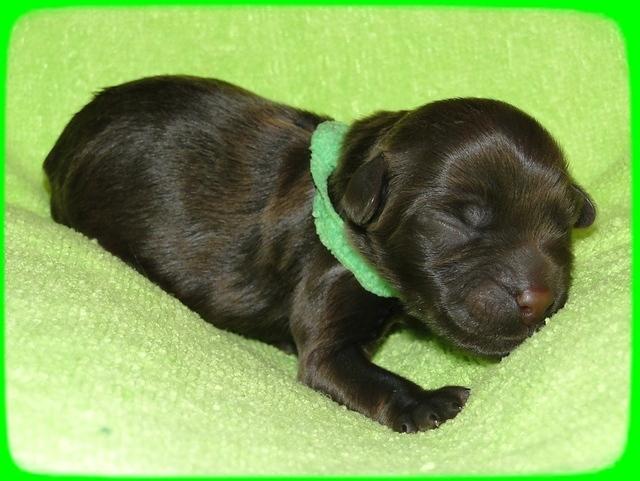 AH pups newborn 16