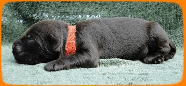 AH pups 1 wk old 23