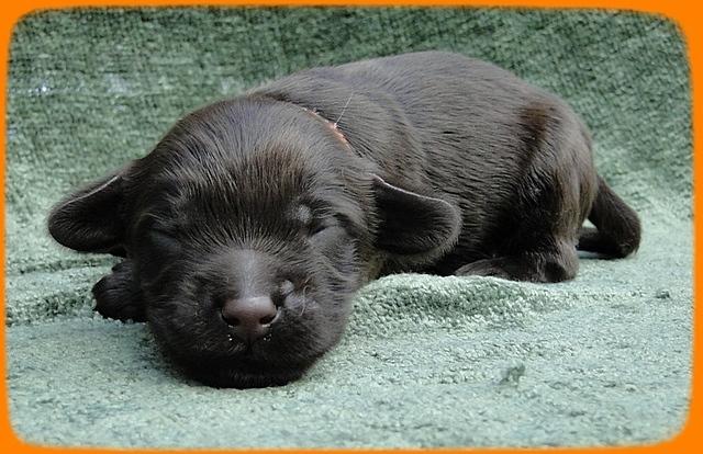 AH pups 1 wk old 24