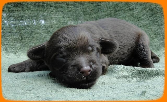 AH pups 1 wk old 25