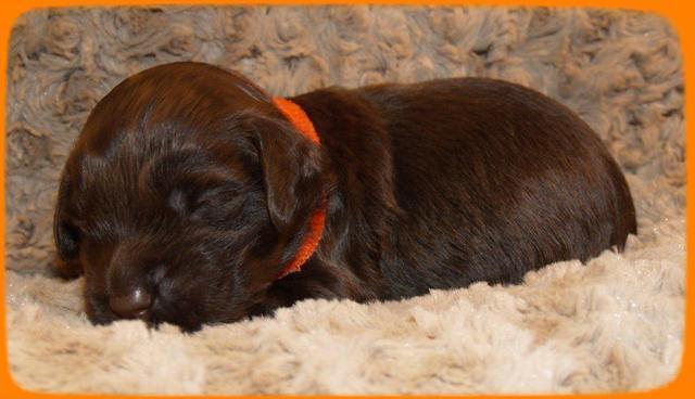 AH pups 2 wks old 8