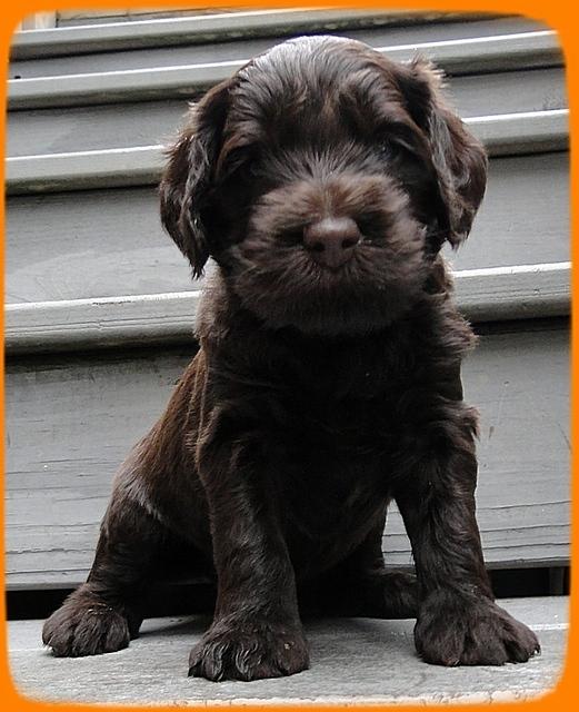 AH pups 4 wks old 12