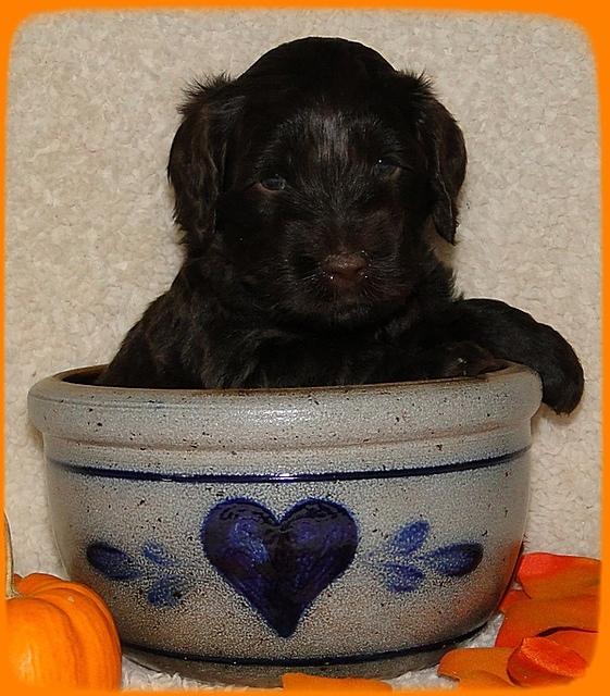 AH pups 4 wks old 72