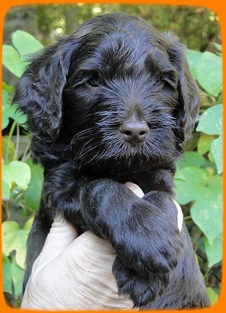 AH pups 5 wks old 22