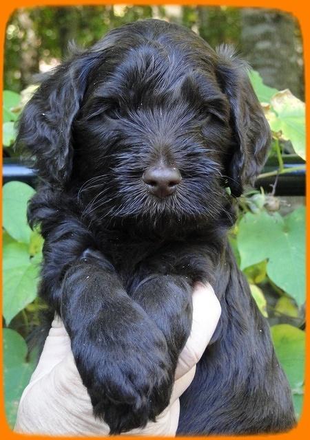 AH pups 5 wks old 23
