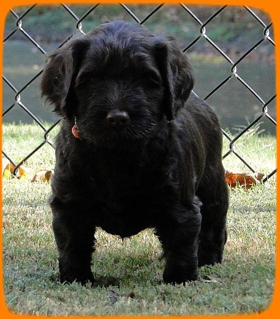 AH pups 5 wks old 25