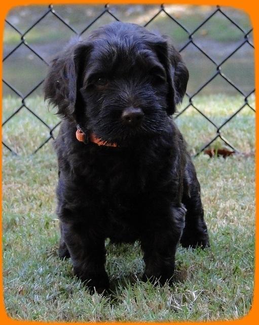 AH pups 5 wks old 26