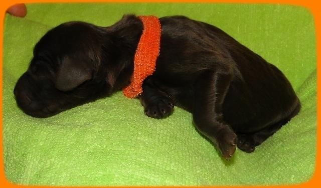 AH pups newborn 14
