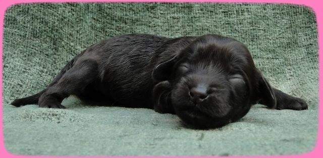 AH pups 1 wk old 12