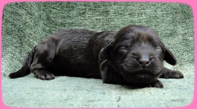 AH pups 1 wk old 14