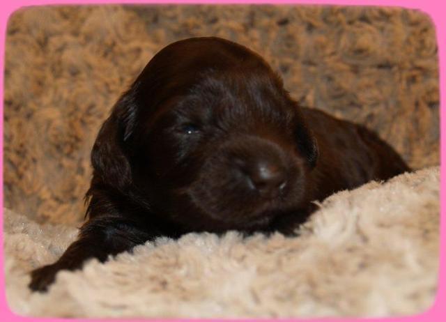 AH pups 2 wks old 18