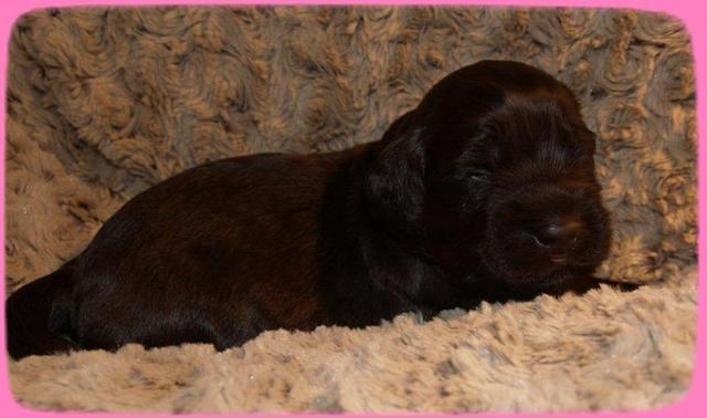 AH pups 2 wks old 39