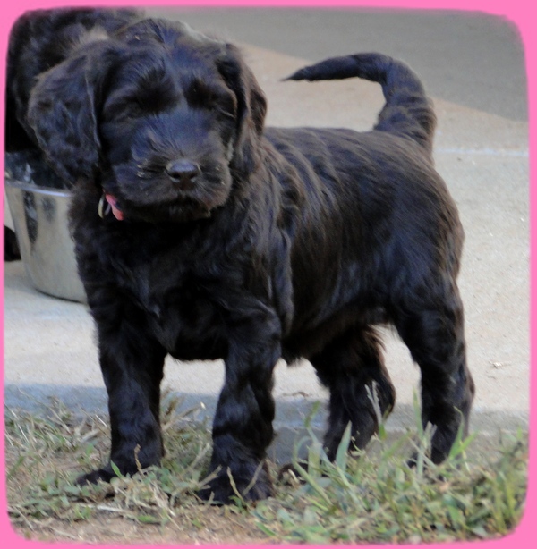 AH pups 6 wks old 62