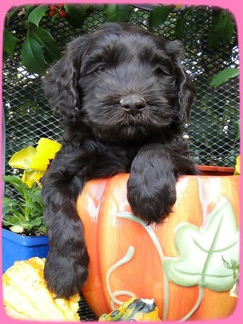 AH pups 6 wks old 7