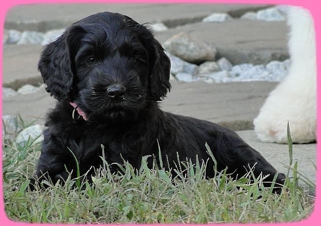 AH pups 6 wks old 70