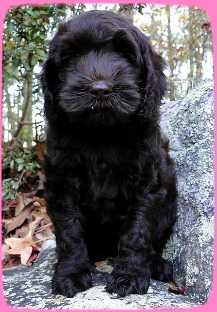 AH pups 8 wks old 2