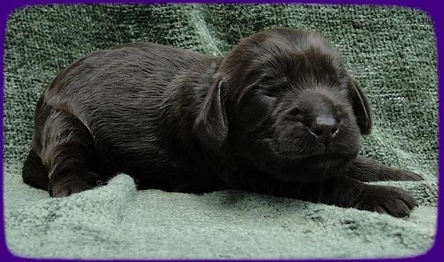 AH pups 1 wk old 21