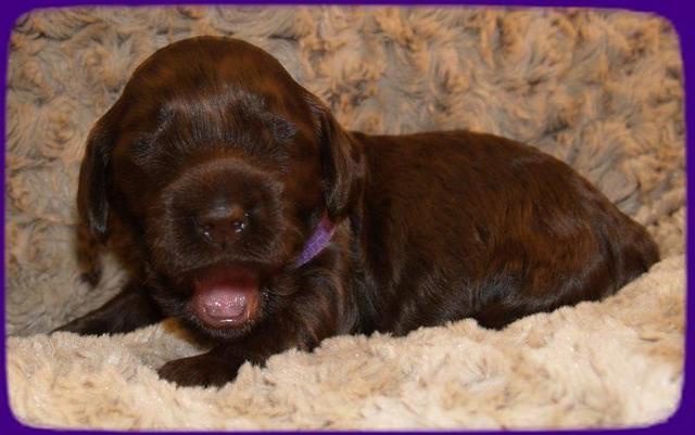 AH pups 2 wks old 20