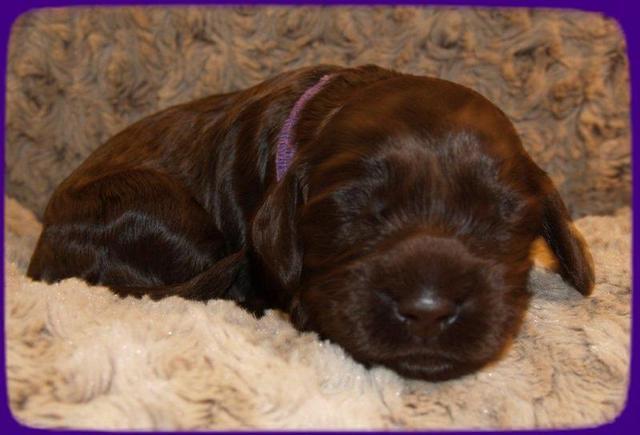 AH pups 2 wks old 21