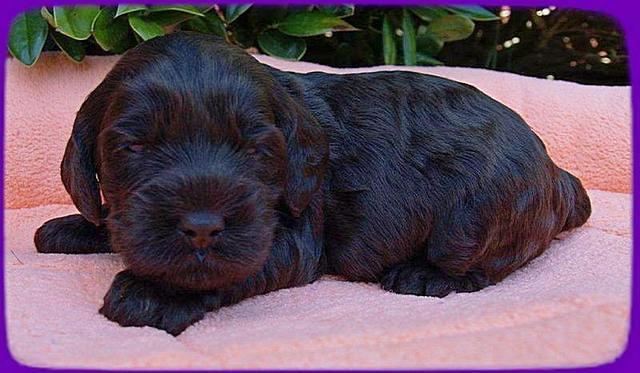 AH pups 3 wks old 24