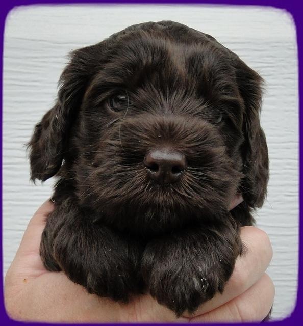 AH pups 4 wks old 6