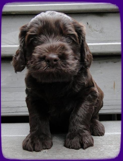AH pups 4 wks old 8